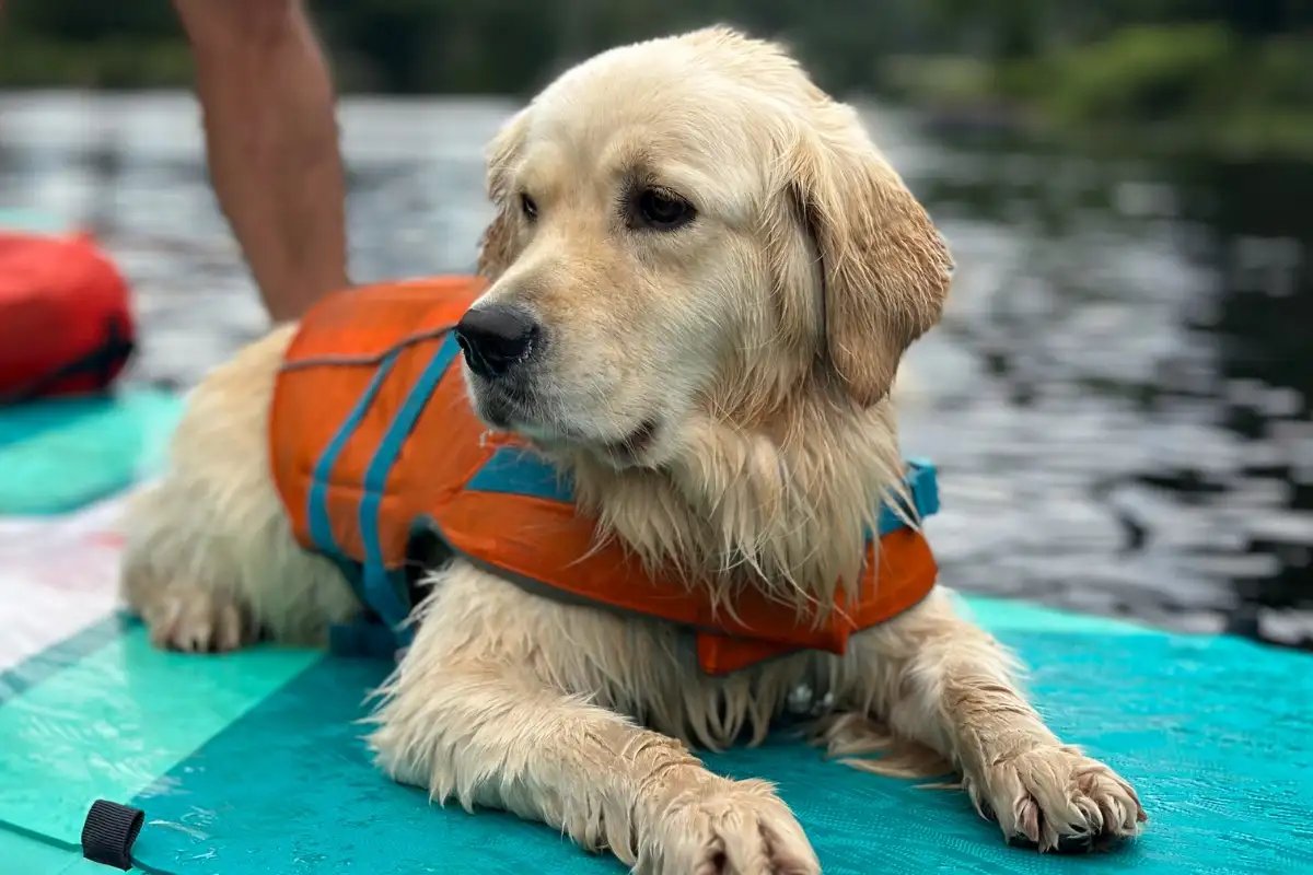 How to Train Your Dog to Paddle Board